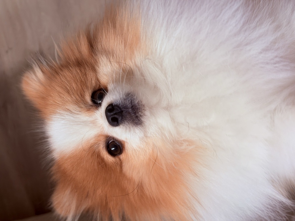 Mona's dog